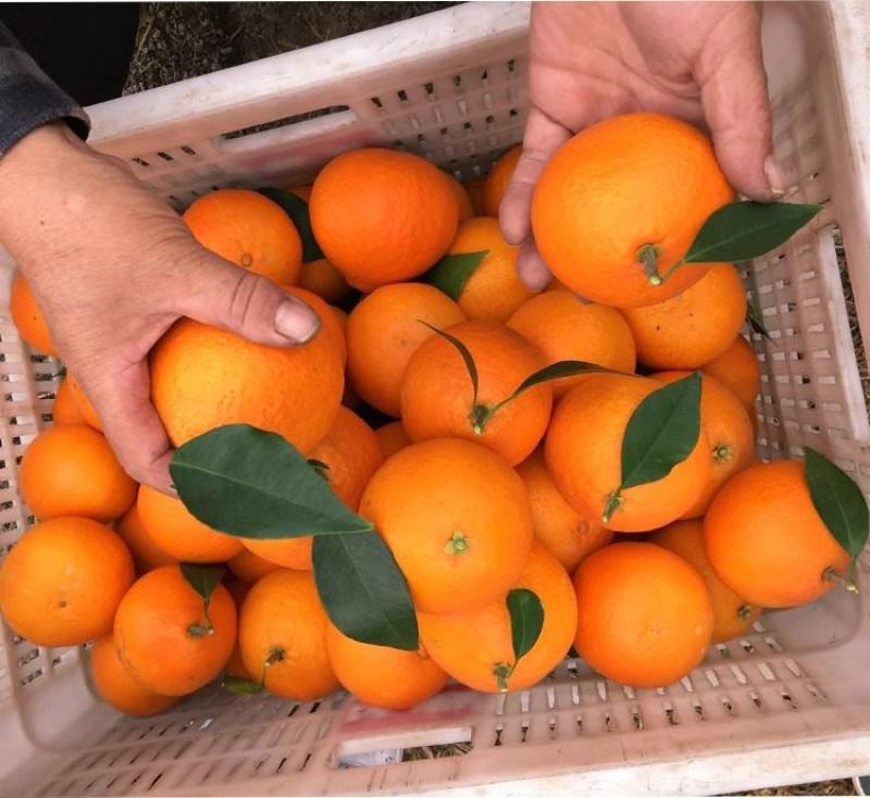 【爱媛橙】正宗爱媛38号果冻橙皮薄多汁承接各大市场电商