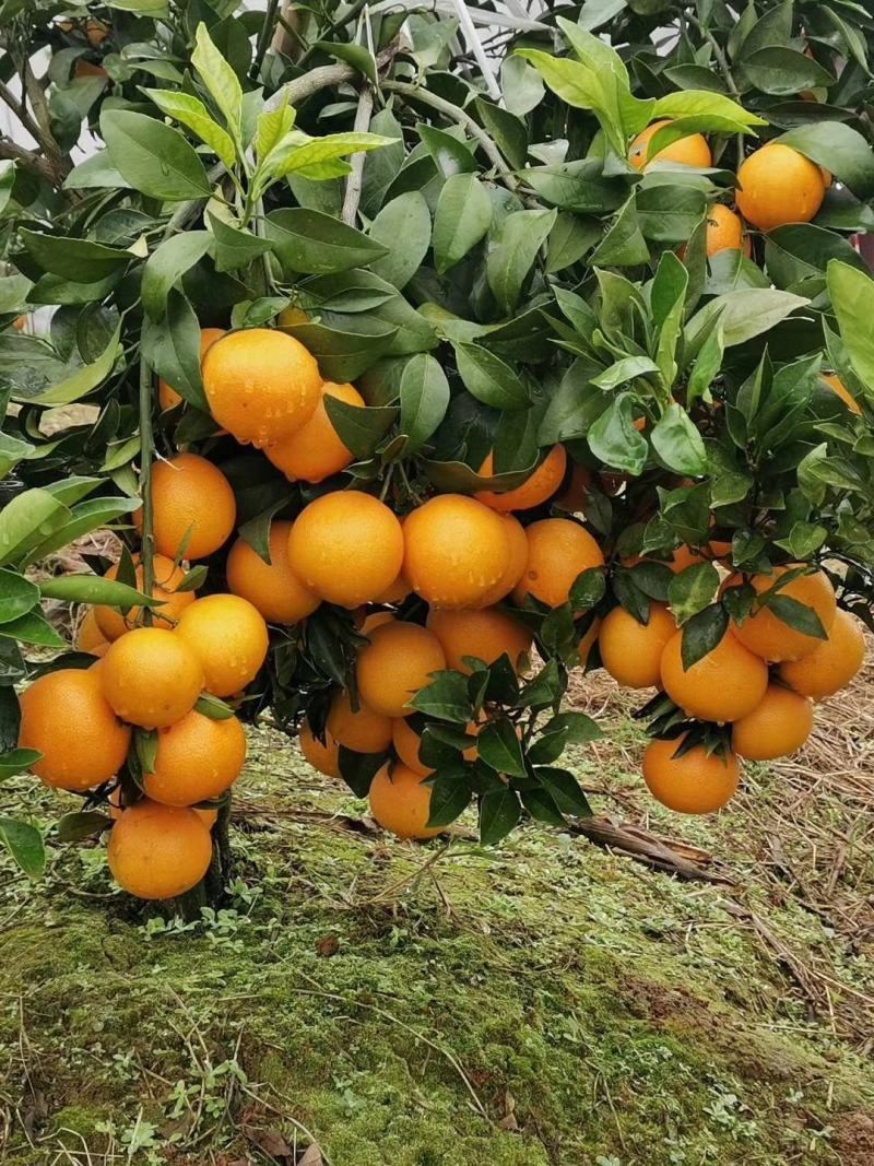 【爱媛橙】正宗爱媛38号果冻橙皮薄多汁承接各大市场电商