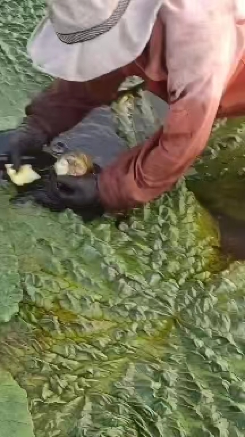 精品芡实米鸡头米大量供应颗粒饱满常年经营品质保证