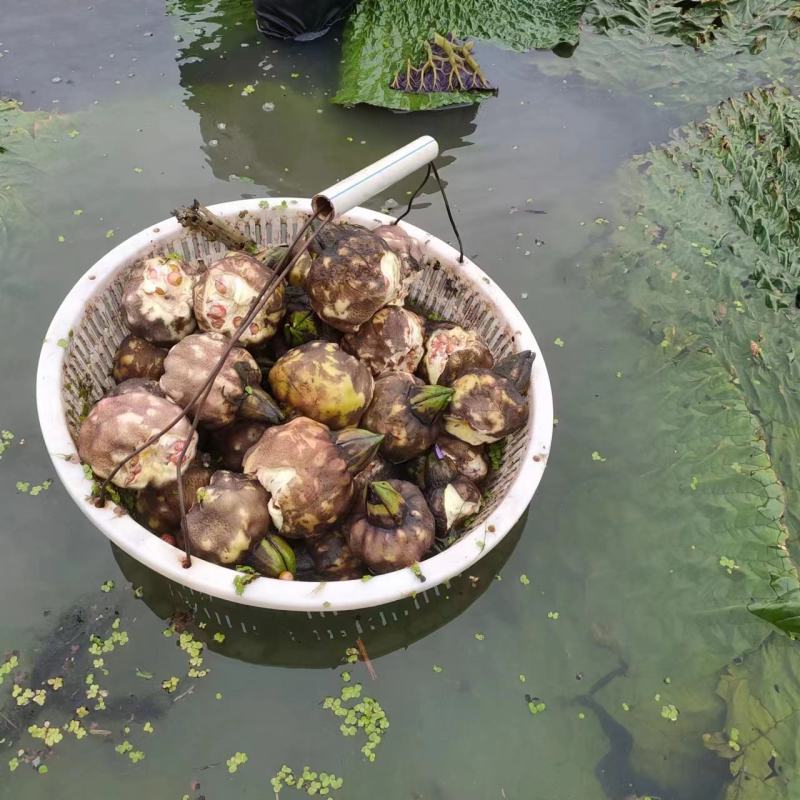 精品芡实米鸡头米大量供应颗粒饱满常年经营品质保证