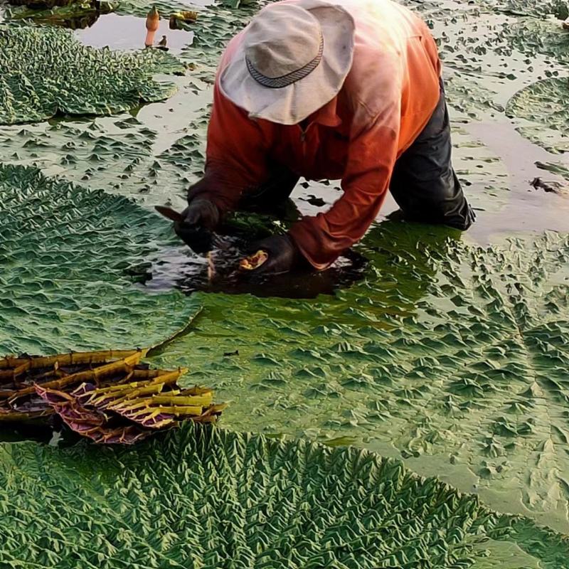 精品芡实米鸡头米大量供应颗粒饱满常年经营品质保证