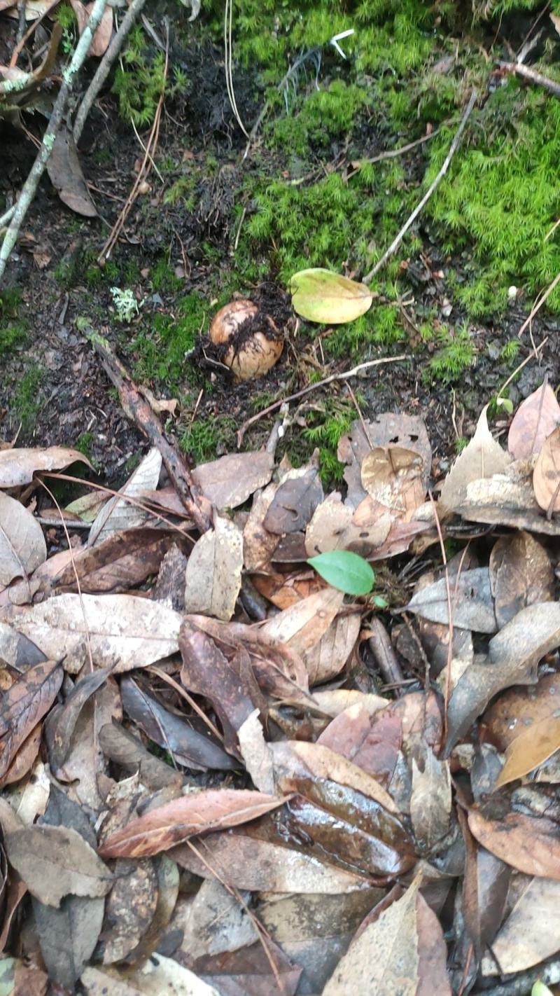 自家山上采集的新鲜松茸