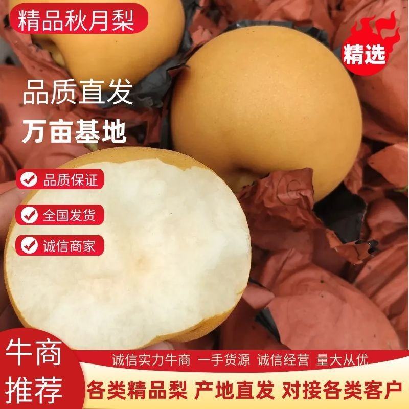 正宗原树秋月梨树上熟新鲜水果蜜甜多汁