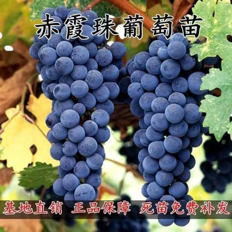 新品种赤珠霞葡萄树苗南北方种植抗寒耐热品种