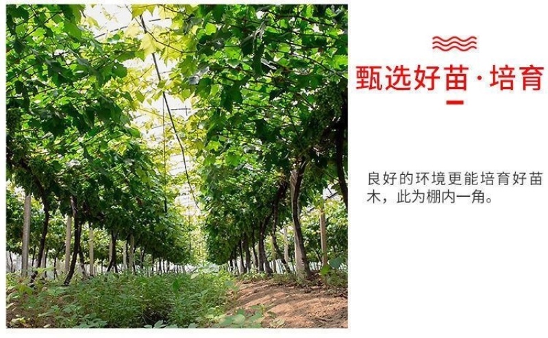 新品种赤珠霞葡萄树苗南北方种植抗寒耐热品种