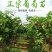 新品种赤珠霞葡萄树苗南北方种植抗寒耐热品种