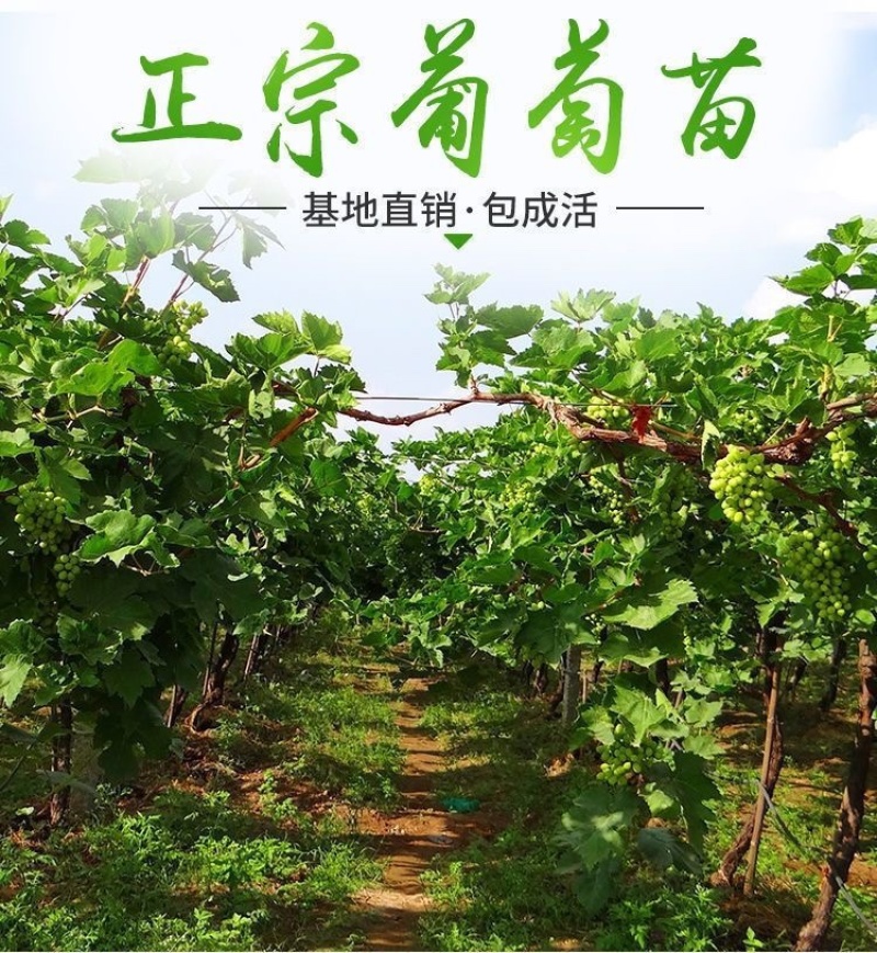 新品种赤珠霞葡萄树苗南北方种植抗寒耐热品种