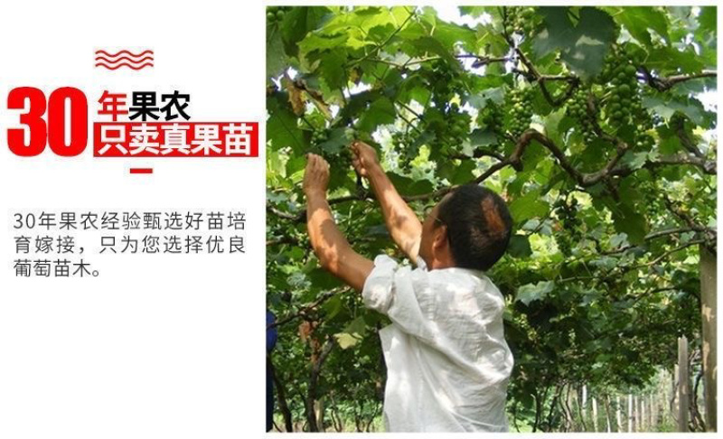 新品种赤珠霞葡萄树苗南北方种植抗寒耐热品种