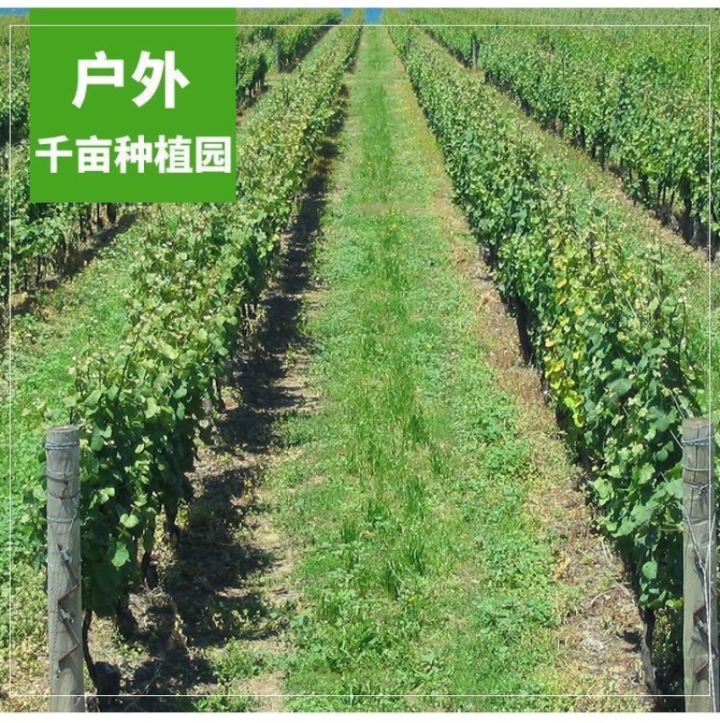 新品种赤珠霞葡萄树苗南北方种植抗寒耐热品种
