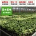 新品种赤珠霞葡萄树苗南北方种植抗寒耐热品种