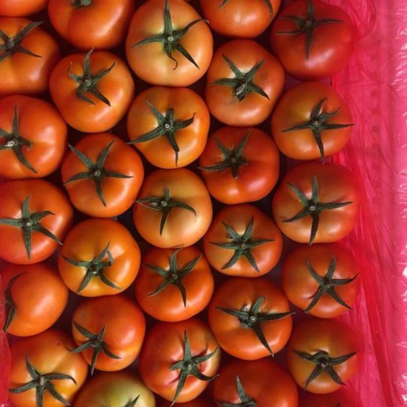 大红西红柿大量上市中，供应各大市场商超电商平台，代收代发