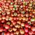大红西红柿大量上市中，供应各大市场商超电商平台，代收代发