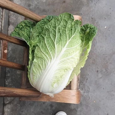 白菜