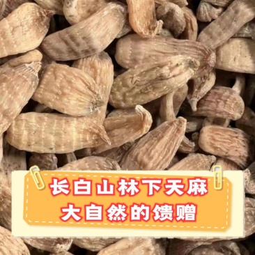 长白山天麻【一件代发】特级纯本地林下天麻现货实拍