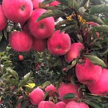山东红星苹果色泽鲜艳质量保证货源充足随到随装