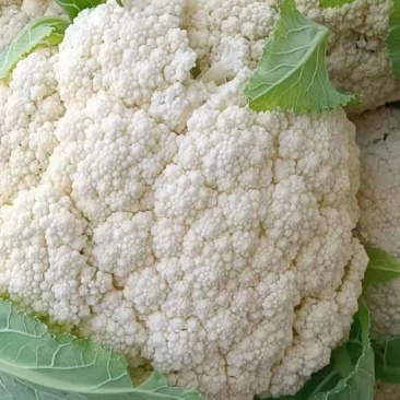 青梗小米粒有机花菜白面青梗松花菜产地直供量大从优