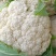 青梗小米粒有机花菜白面青梗松花菜产地直供量大从优