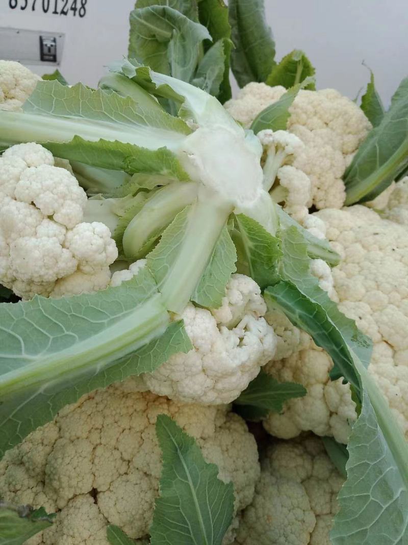 青梗小米粒有机花菜白面青梗松花菜产地直供量大从优