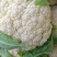 青梗小米粒有机花菜白面青梗松花菜产地直供量大从优