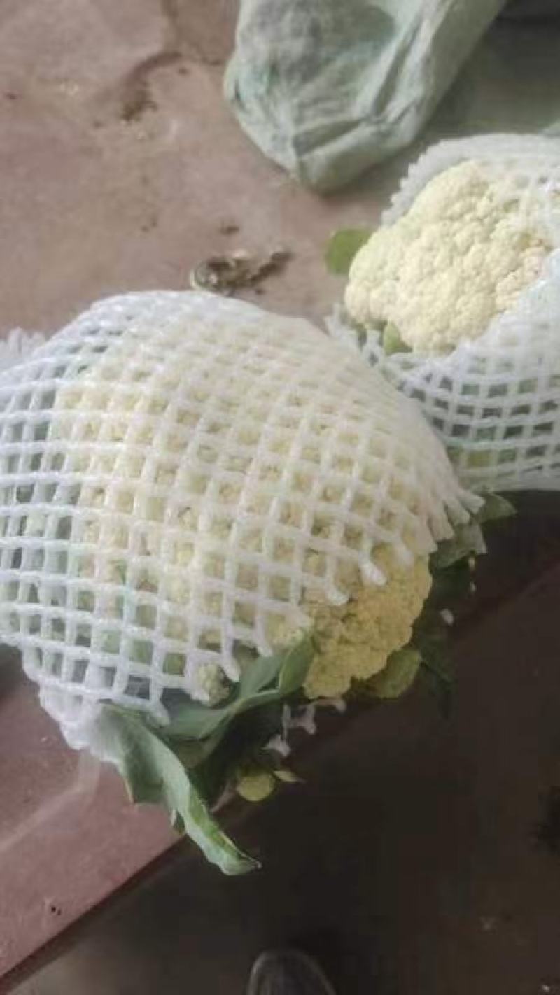 菏泽有机花菜万亩基地有质有量欢迎各位老板下单