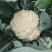 菏泽有机花菜万亩基地有质有量欢迎各位老板下单