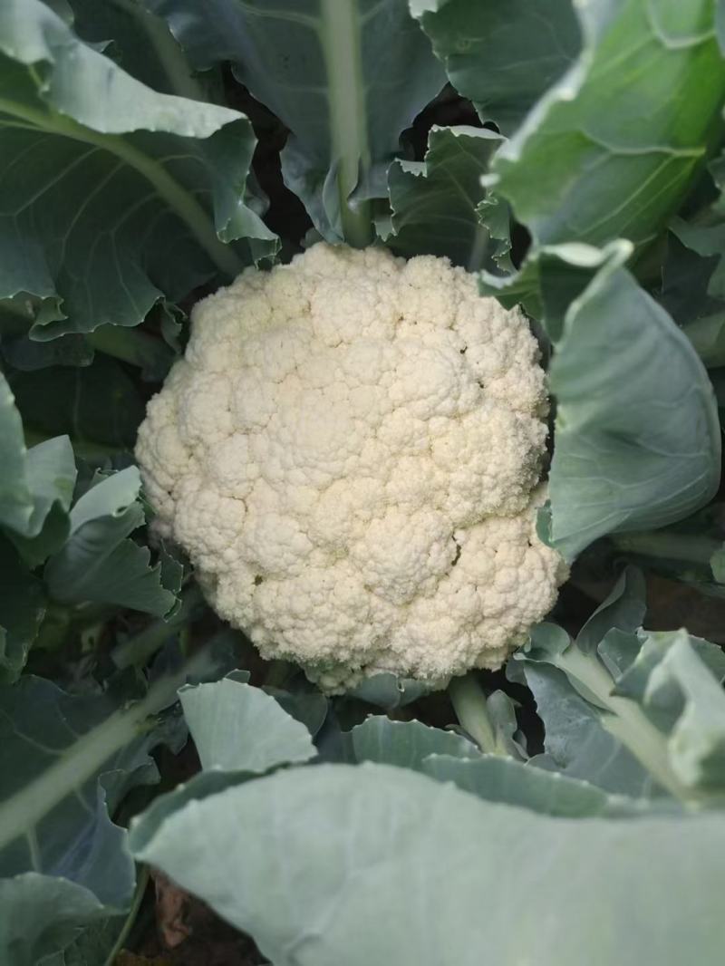 菏泽有机花菜万亩基地有质有量欢迎各位老板下单
