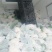 菏泽有机花菜万亩基地有质有量欢迎各位老板下单