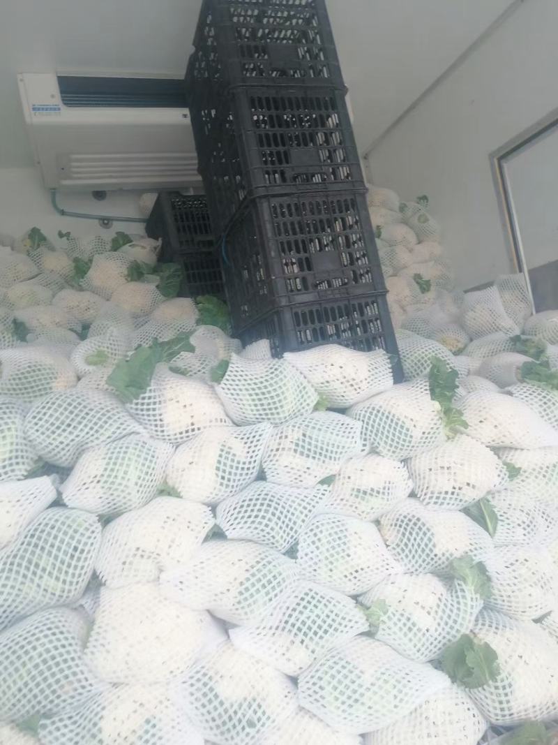 菏泽有机花菜万亩基地有质有量欢迎各位老板下单