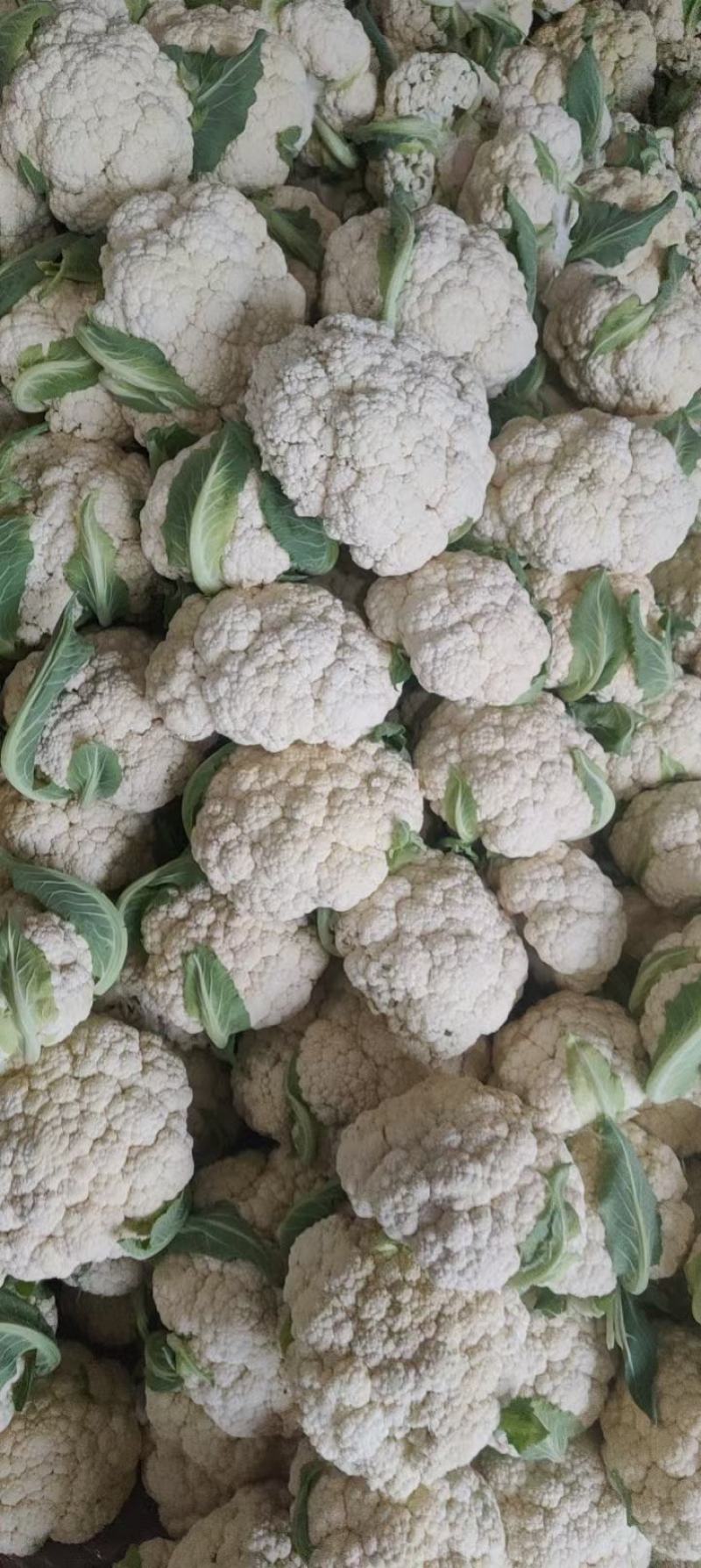菏泽有机花菜万亩基地有质有量欢迎各位老板下单