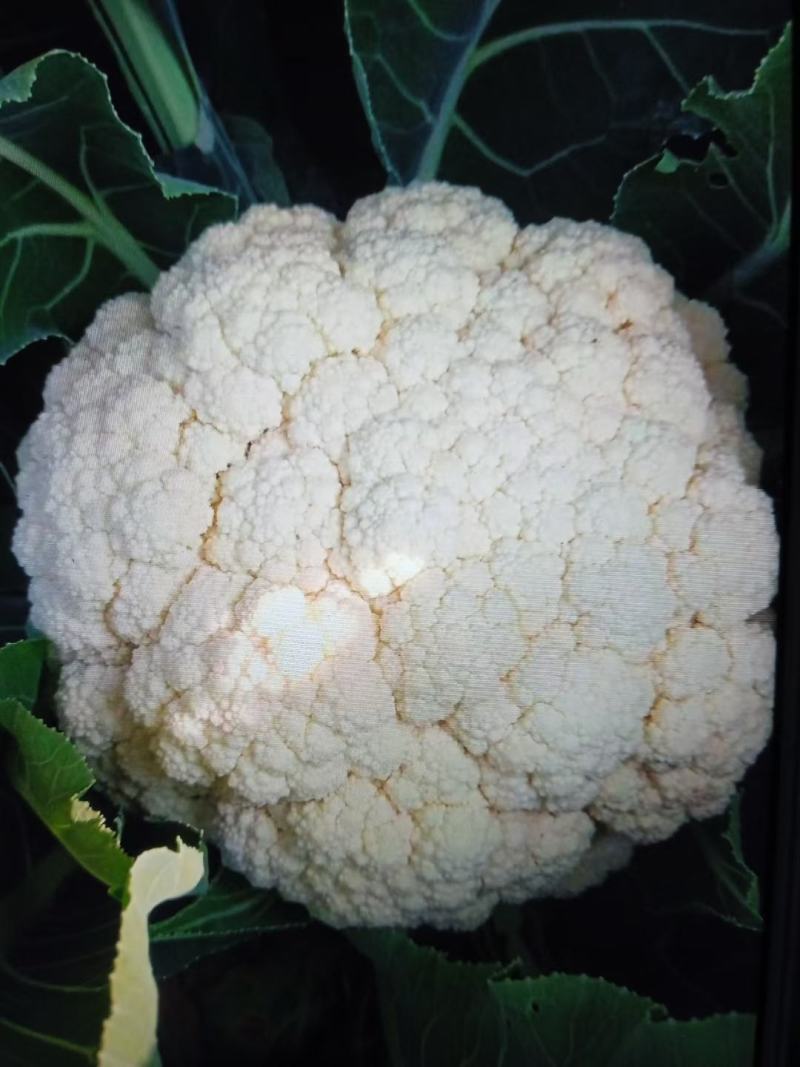 菏泽有机花菜万亩基地有质有量欢迎各位老板下单