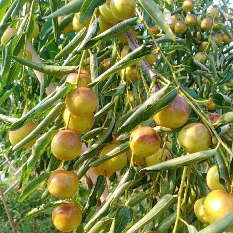 鲁杰冬枣种植户