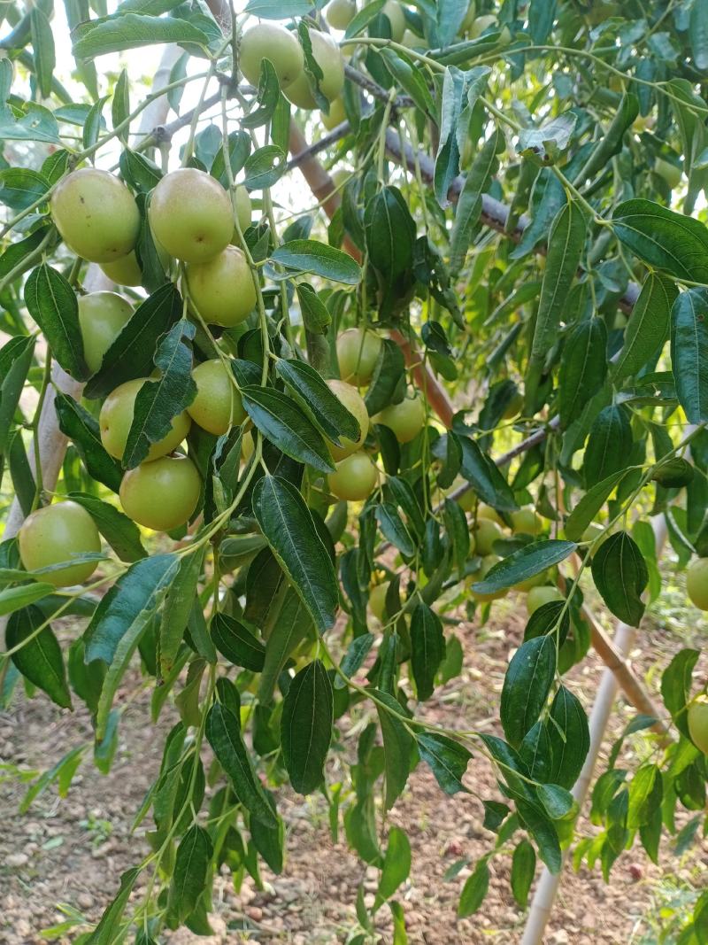 鲁杰冬枣种植户