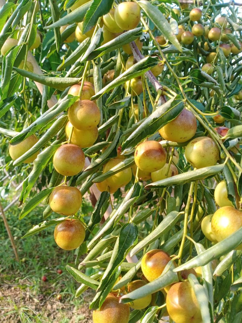 鲁杰冬枣种植户