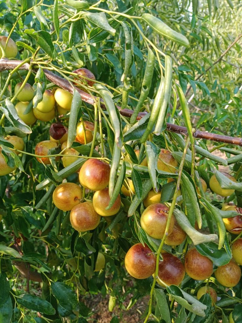 鲁杰冬枣种植户