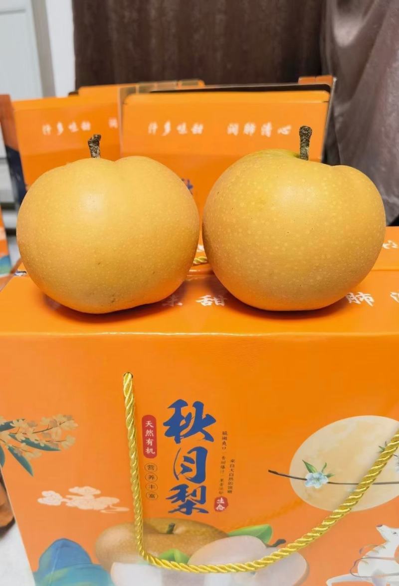 秋月梨，产地现摘，口感脆甜
