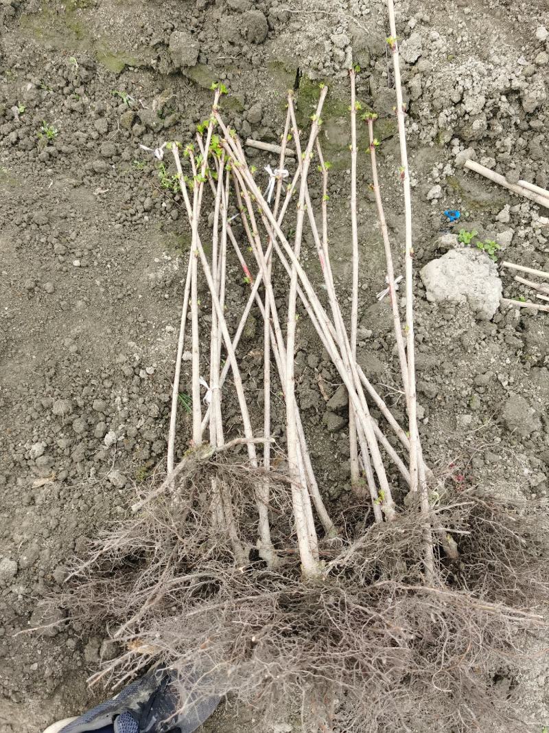欧洲木绣球棒棒糖胚子，欧洲木绣球独杆苗