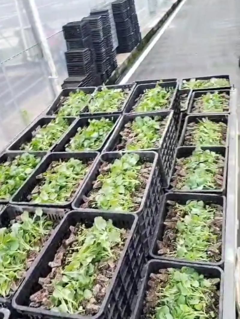 花菜苗，莲花白苗等，品种品质保证，穴盘苗地苗均有