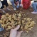 【推荐】山东小黄姜品类齐全市场货电商货商超货。保质保量