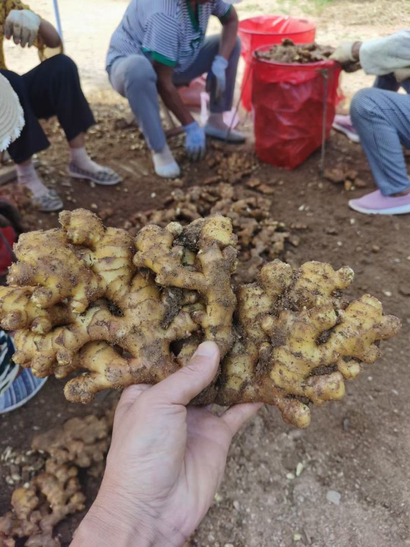 【推荐】山东小黄姜品类齐全市场货电商货商超货。保质保量