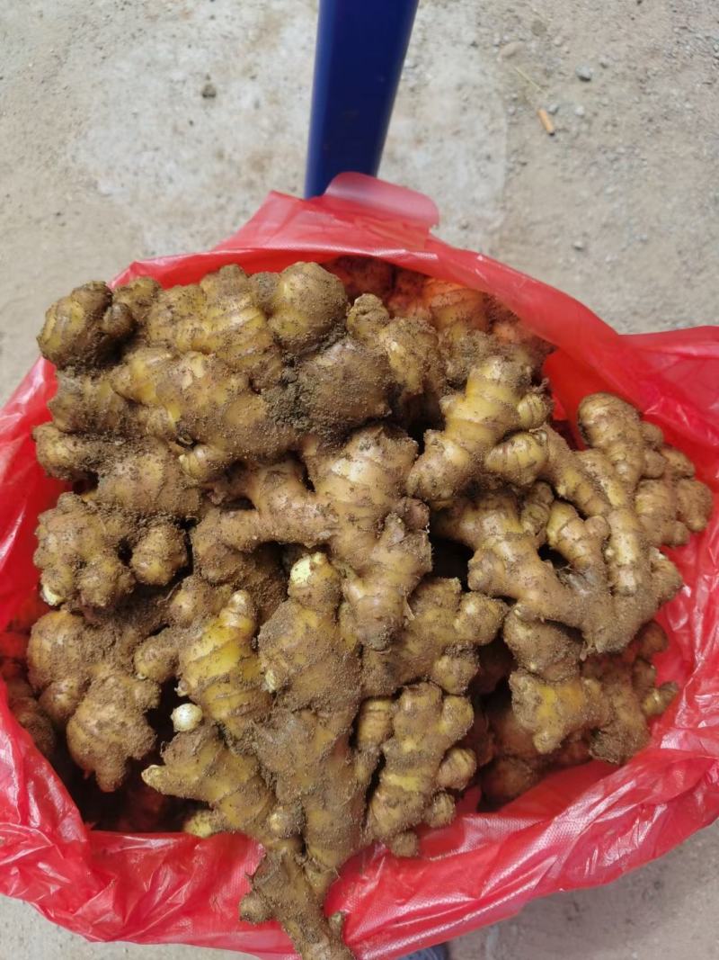 【推荐】山东小黄姜品类齐全市场货电商货商超货。保质保量