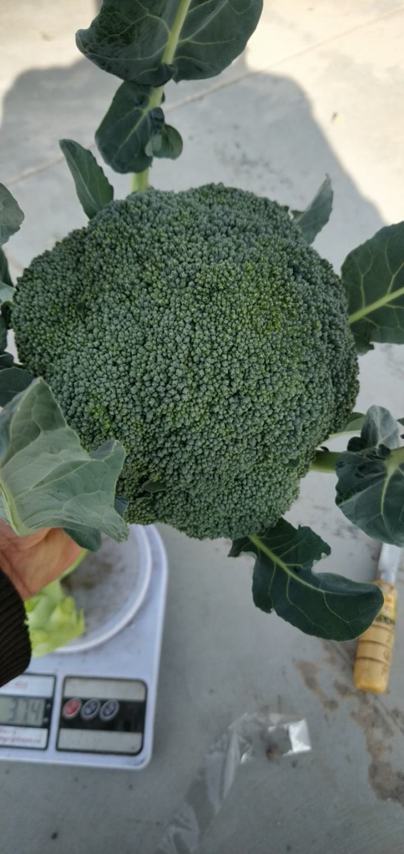 甘肃西兰花