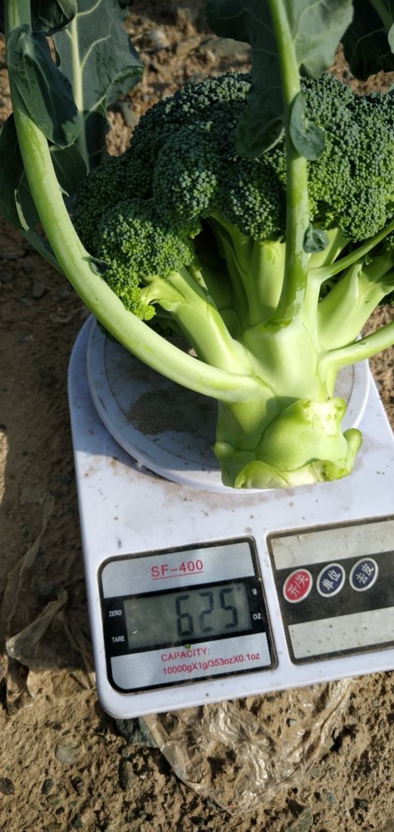 甘肃西兰花