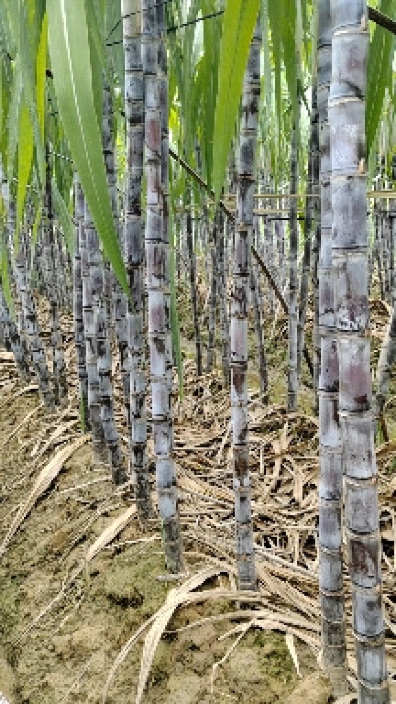 黑皮甘蔗黑皮甘蔗果粉漂亮糖度高产地一手货源