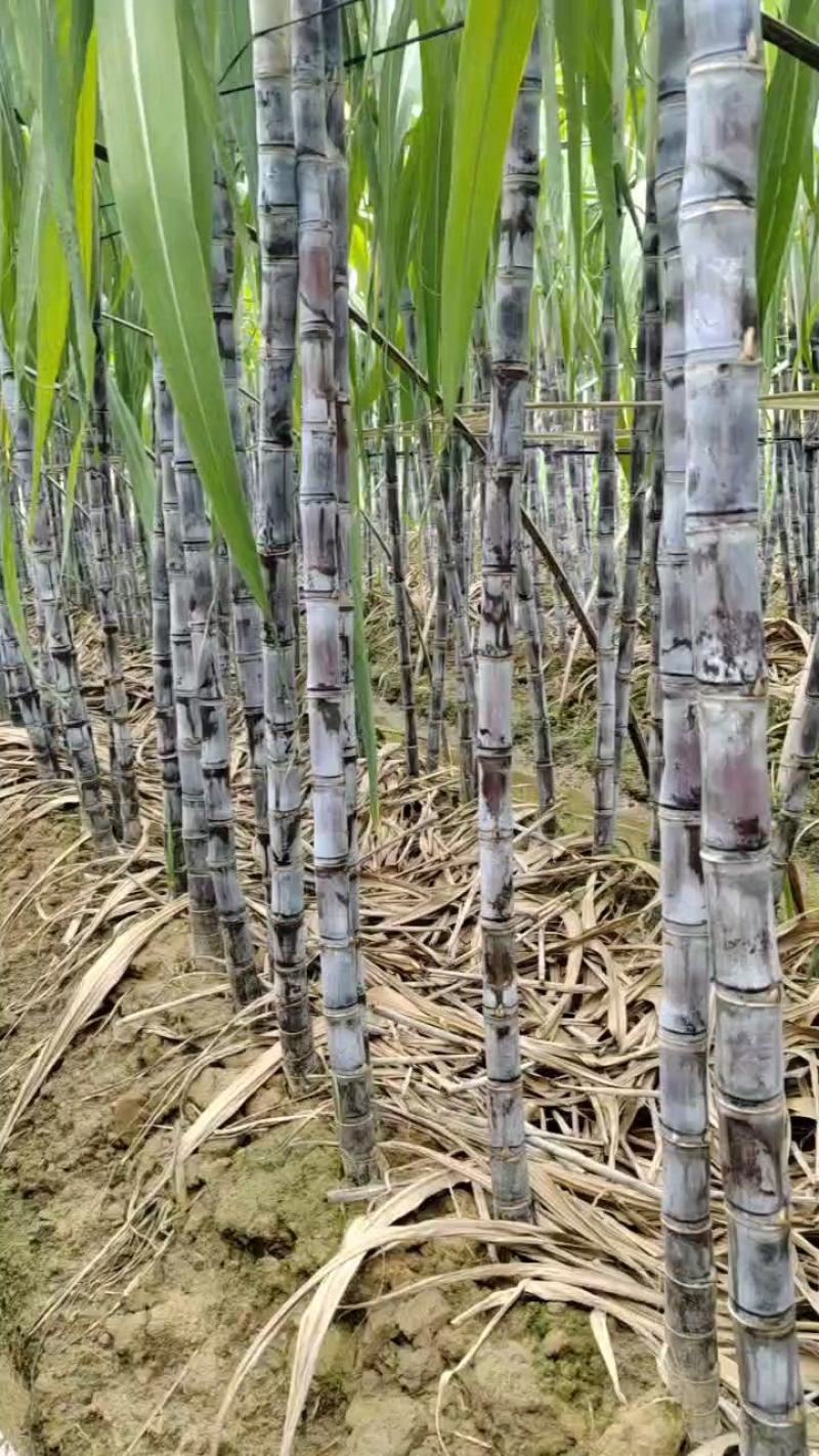 黑皮甘蔗黑皮甘蔗果粉漂亮糖度高产地一手货源