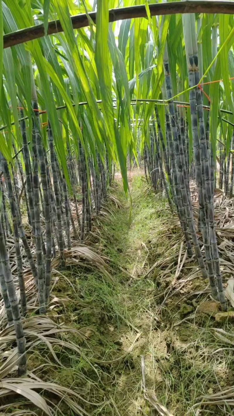 黑皮甘蔗黑皮甘蔗果粉漂亮糖度高产地一手货源