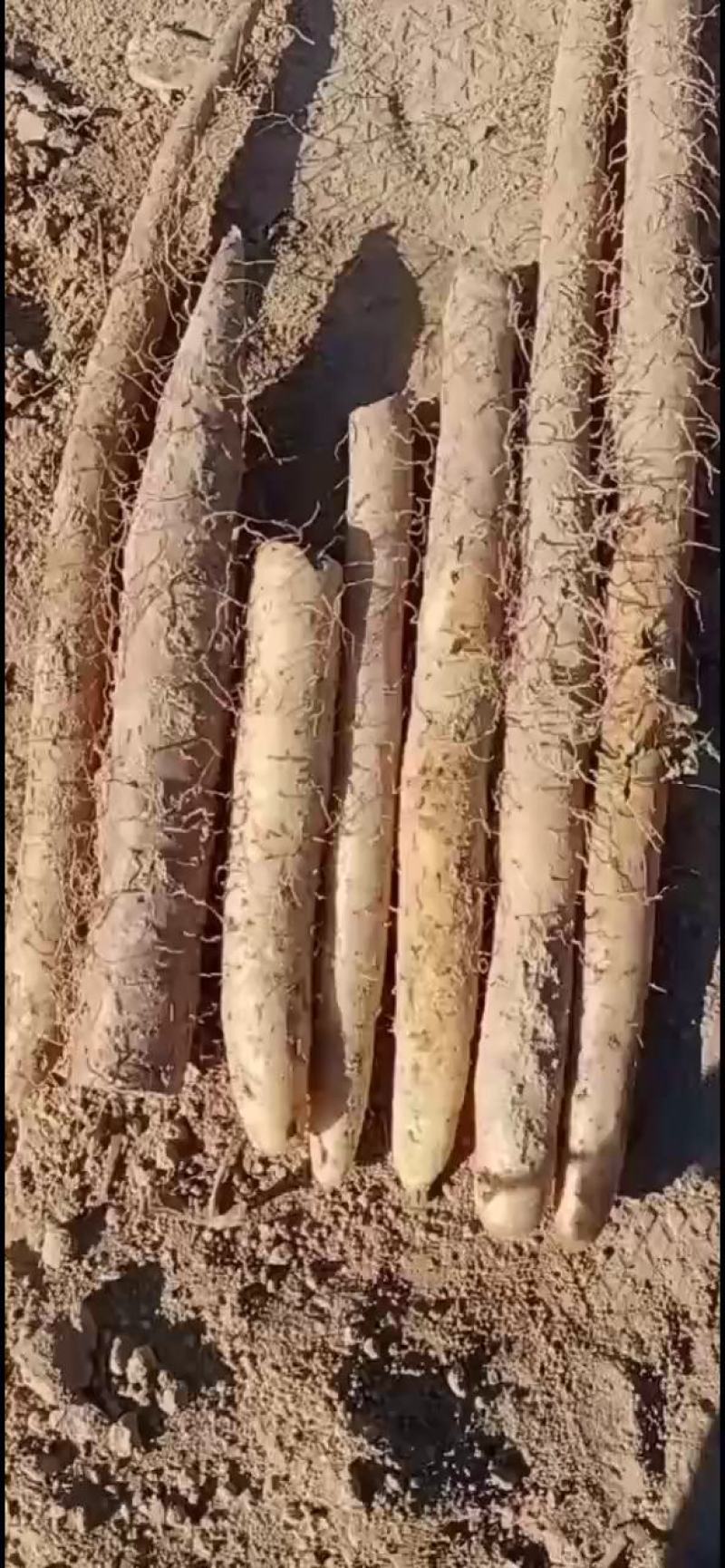 新白玉山药西施山药九斤黄山药大小货都有！！