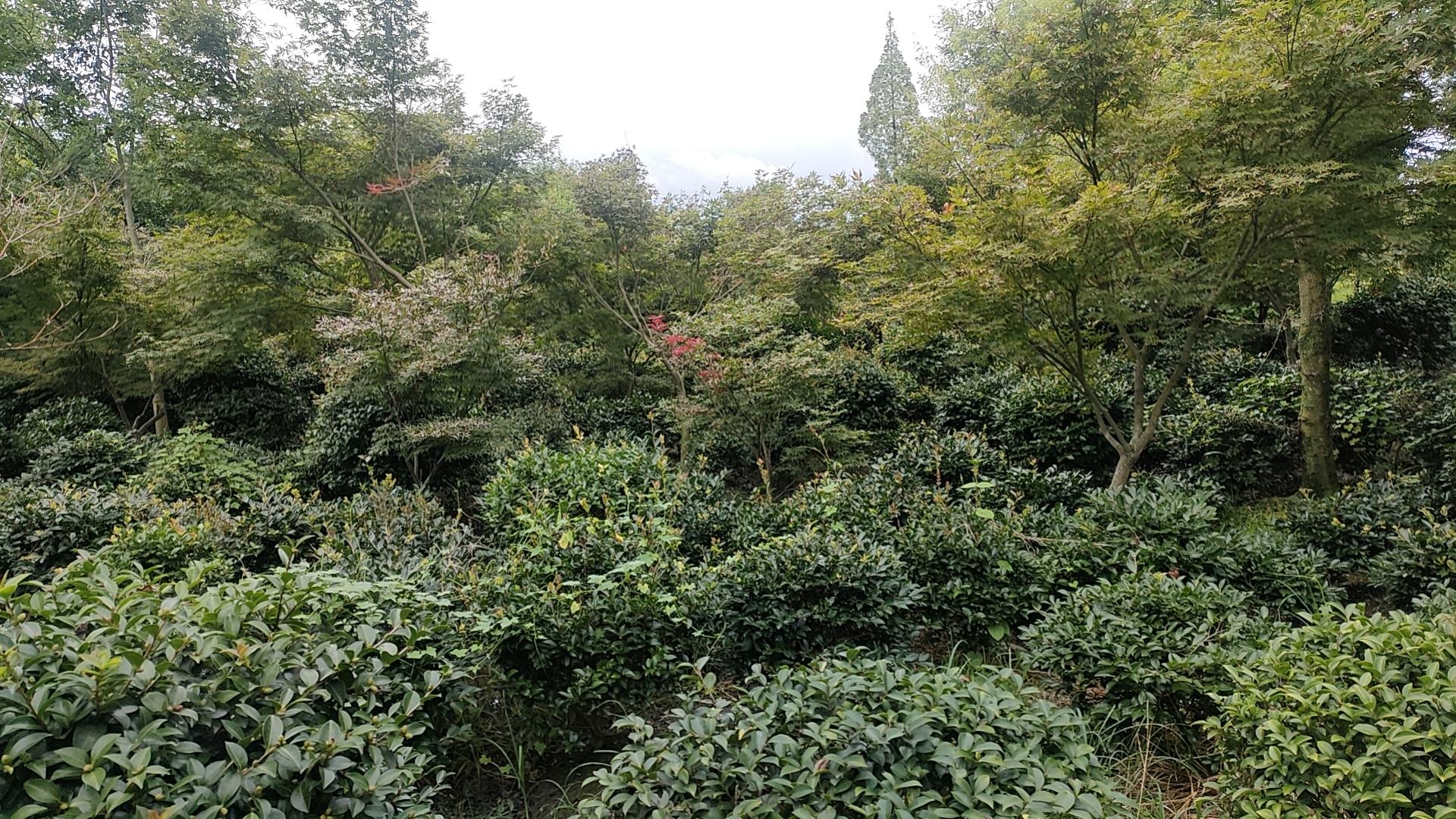图表展示红枫在春夏秋冬四个季节的栽植适宜性评分、关键操作步骤、推荐地区及风险提示,配以季节背景色和典型气候图标 红枫四季养护对比图