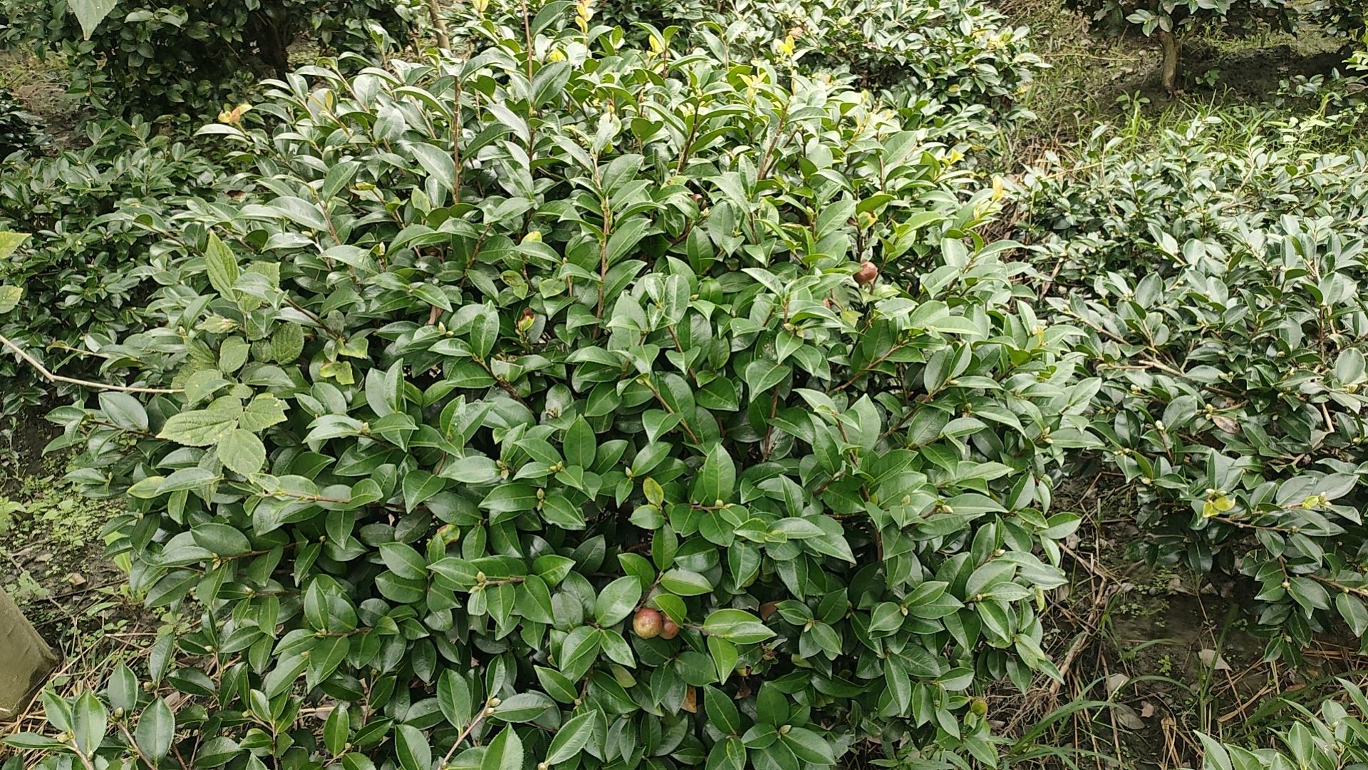 红枫种苗基地区域布局地图