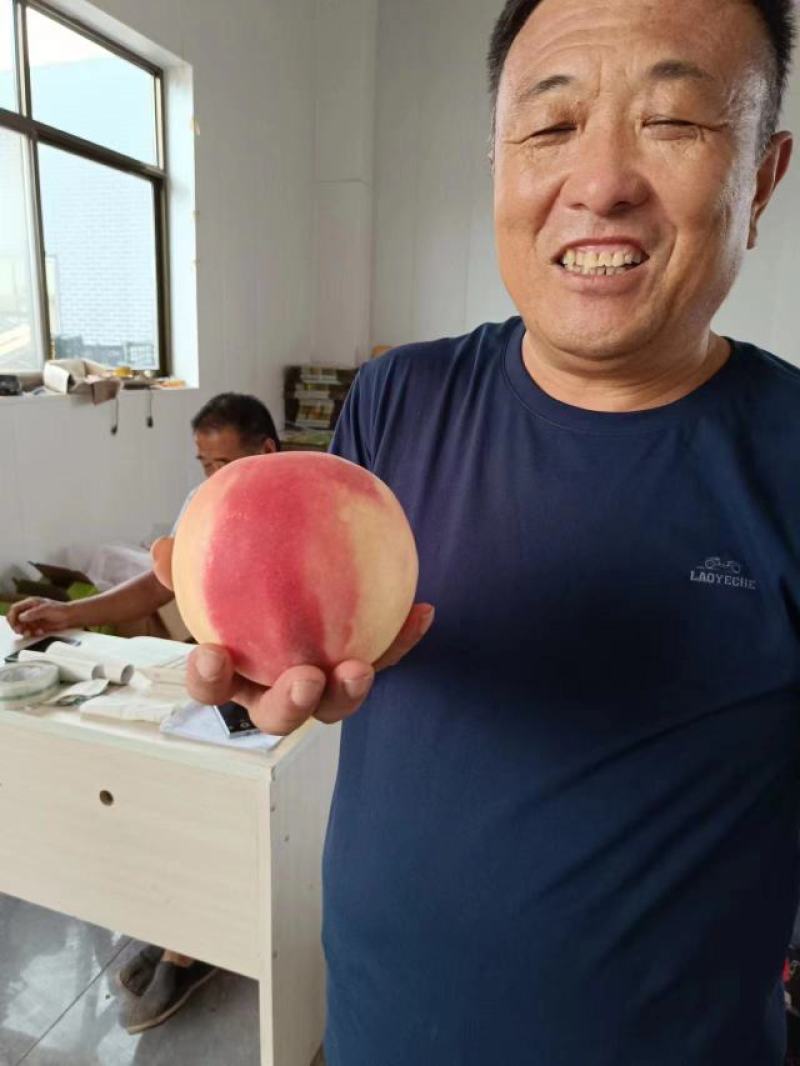 山东德州桃大量供应现摘现发保质保量欢迎致电咨询