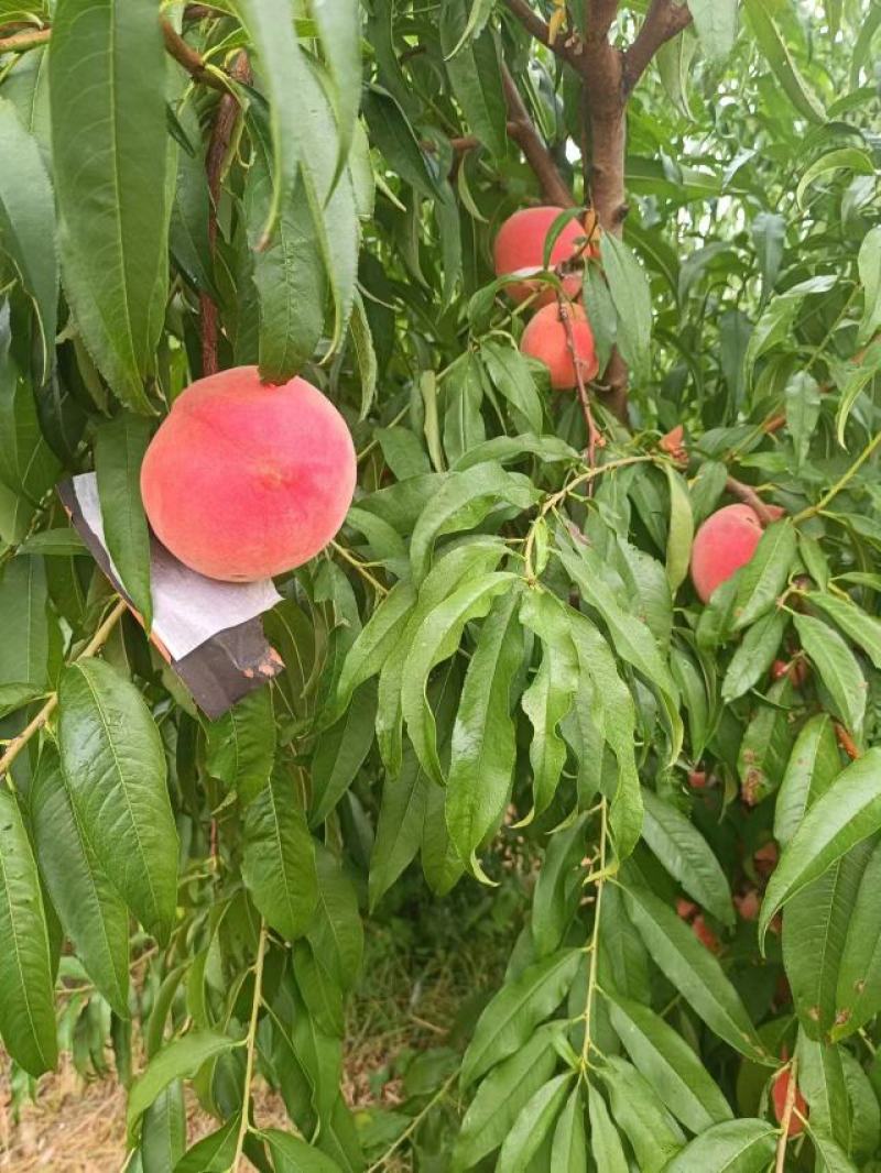 山东德州桃大量供应现摘现发保质保量欢迎致电咨询